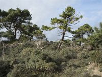 F, Pas-de-Calais, Wimereux, Dunes de la Slack 29, Saxifraga-Willem van Kruijsbergen