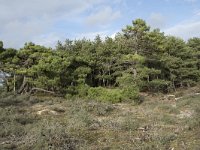 F, Pas-de-Calais, Wimereux, Dunes de la Slack 32, Saxifraga-Willem van Kruijsbergen