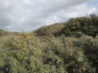 F, Pas-de-Calais, Wimereux, Dunes de la Slack 39, Saxifraga-Willem van Kruijsbergen