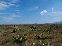 F, Pyrenees-Orientales, Argeles-sur-Mer 2, Saxifraga-Hans Dekker