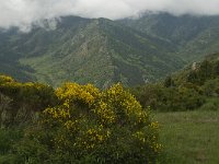 F, Pyrenees Orientales, Py 3, Saxifraga-Jan van der Straaten