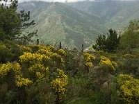 F, Pyrenees Orientales, Py 4, Saxifraga-Jan van der Straaten