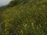 F, Pyrenees Orientales, Py 6, Saxifraga-Jan van der Straaten