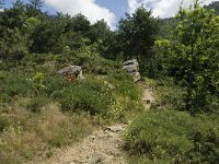 F, Pyrenees Orientales, Vernet-les-Bains, Col de Juell 2, Saxifraga-Jan van der Straaten