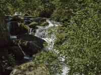 F, Pyrenees Orientales, Vernet-les-Bains, Gorges du Cady 4, Saxifraga-Jan van der Straaten