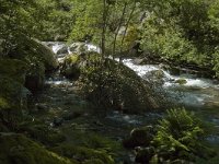 F, Pyrenees Orientales, Vernet-les-Bains, Gorges du Cady 6, Saxifraga-Jan van der Straaten