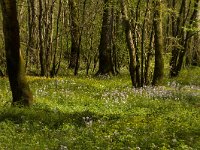 Bois de Maillace, Saône et Loire, Frankrijk