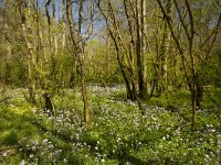 Bois de Maillace, Saône et Loire, Frankrijk