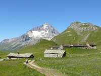 F, Savoie, Val-Cenis, Parc national de la Vanoise near Bellecombe 8, Saxifraga-Tom Heijnen