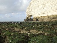 F, Seine-Maritime, Etretat 30, Saxifraga-Willem van Kruijsbergen