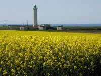 F, Seine-Maritime, Etretat, Cap d Antifer 3, Saxifraga-Willem van Kruijsbergen