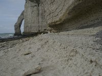 F, Seine-Maritime, Etretat, Porte d Aval 13, Saxifraga-Willem van Kruijsbergen