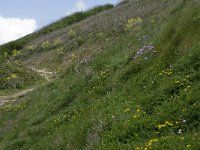 F, Seine-Maritime, Etretat, Valleuse d Antifer 29, Saxifraga-Willem van Kruijsbergen