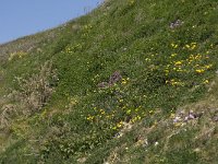 F, Seine-Maritime, Etretat, Valleuse d Antifer 44, Saxifraga-Willem van Kruijsbergen