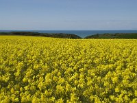 F, Seine-Maritime, Etretat, la Place 3, Saxifraga-Willem van Kruijsbergen