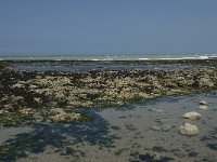 F, Seine-Maritime, Veulettes-sur-Mer 10, Saxifraga-Willem van Kruijsbergen