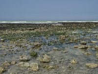 F, Seine-Maritime, Veulettes-sur-Mer 5, Saxifraga-Willem van Kruijsbergen