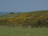 F, Seine-Maritime, Yport, la Cavee Rouge 2, Saxifraga-Willem van Kruijsbergen