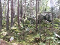 F, Seine-et-Marne, Barbizon, Foret de Fontainebleau 11, Saxifraga-Jan C van der Straaten