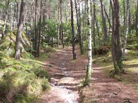 F, Seine-et-Marne, Barbizon, Foret de Fontainebleau 12, Saxifraga-Jan C van der Straaten