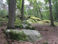 F, Seine-et-Marne, Barbizon, Foret de Fontainebleau 2, Saxifraga-Jan C van der Straaten