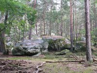 F, Seine-et-Marne, Barbizon, Foret de Fontainebleau 6, Saxifraga-Jan C van der Straaten