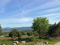 F, Var, Bargemon, Col du Bel Homme 7, Saxifraga-Hans Dekker