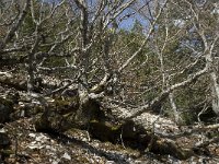 F, Vaucluse, Bedoin, Mont Ventoux 36, Saxifraga-Willem van Kruijsbergen