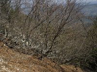 F, Vaucluse, Bedoin, Mont Ventoux 42, Saxifraga-Willem van Kruijsbergen