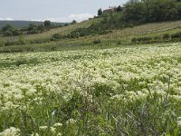 F, Vaucluse, Bedoin, les Baux 4, Saxifraga-Willem van Kruijsbergen