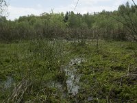 F, Yonne, Quarre-les Tombes, Etang du Grottier Blanc 3, Saxifraga-Willem van Kruijsbergen