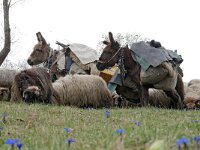 RO, Brasov, Moieciu, Magura 11, Saxifraga-Tom Heijnen