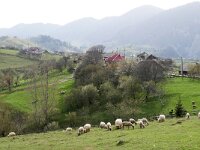 RO, Brasov, Moieciu, Magura 3, Saxifraga-Tom Heijnen