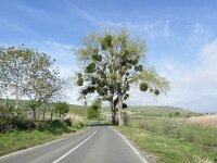 RO, Tulcea, Somova, Somova to Parches 1, Saxifraga-Tom Heijnen