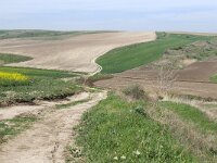 RO, Tulcea, Somova, near Parches 1, Saxifraga-Tom Heijnen