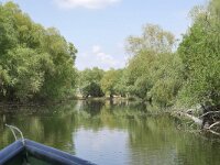 RO, Tulcea, near Crisan 2, Saxifraga-Tom Heijnen