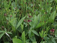 NL, Drenthe, Assen, Deurzerdiep 29, Saxifraga-Hans Boll