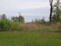 NL, Drenthe, Assen, Deurzerdiep 53, Saxifraga-Hans Boll