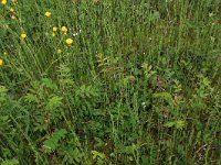 NL, Drenthe, Assen, Deurzerdiep 65, Saxifraga-Hans Boll