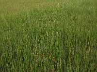 NL, Drenthe, Assen, Deurzerdiep 73, Saxifraga-Hans Boll