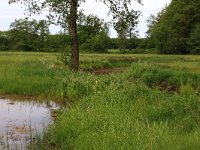 NL, Drenthe, Assen, Deurzerdiep 77, Saxifraga-Hans Boll