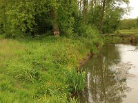 NL, Drenthe, Assen, Deurzerdiep, bevervraat, Saxifraga-Hans Boll