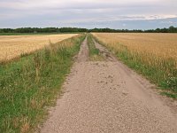 NL, Drenthe, Borger-Odoorn, Buinen 2, Saxifraga-Hans Dekker