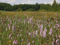 NL, Drenthe, Borger-Odoorn, Buinerhorn 1, Saxifraga-Hans Dekker