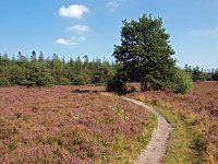 NL, Drenthe, Borger-Odoorn, Buinerveld 1, Saxifraga-Hans Dekker