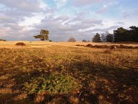 NL, Drenthe, Borger-Odoorn, Drouwenerzand 1, Saxifraga-Hans Dekker