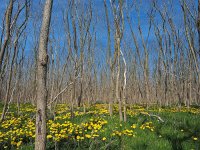 NL, Drenthe, Borger-Odoorn, Eeserveen 1, Saxifraga-Hans Dekker