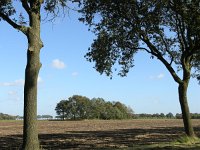 NL, Drenthe, Borger-Odoorn, Eppies Bargie 1, Saxifraga-Hans Dekker