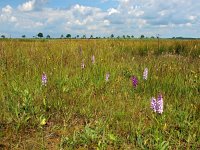 NL, Drenthe, Borger-Odoorn, LOFAR 6, Saxifraga-Hans Dekker