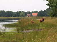 NL, Drenthe, Borger-Odoorn, Reigersveen 3, Saxifraga-Hans Dekker